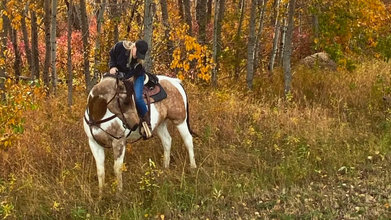 Manitoba Horse Council image