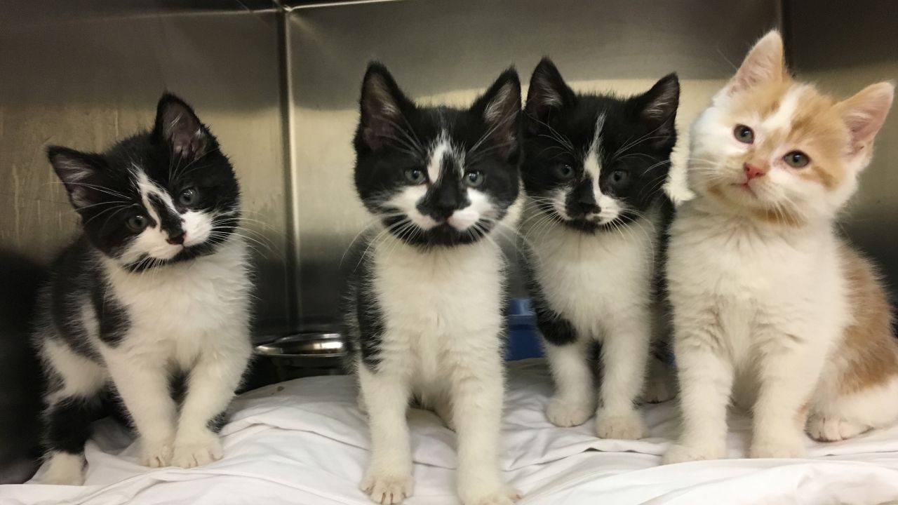 Moose Jaw Humane Society Partner Image