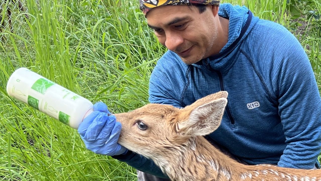 Northern Lights Wildlife Society cause image